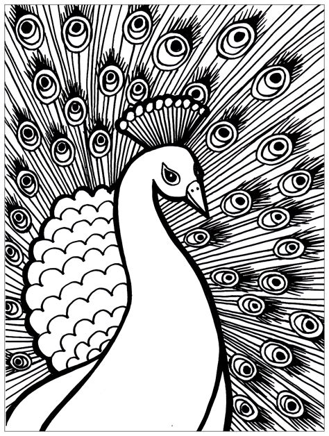 adult coloring peacock|printable peacock picture to color.